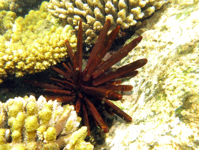 <i>Heterocentrotus mamillatus (Linnaeus, 1758)</i> &copy; Mathias Prat