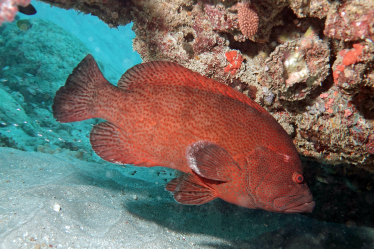 <i>Cephalopholis sonnerati (Valenciennes, 1828)</i> &copy; Alex Hoschke