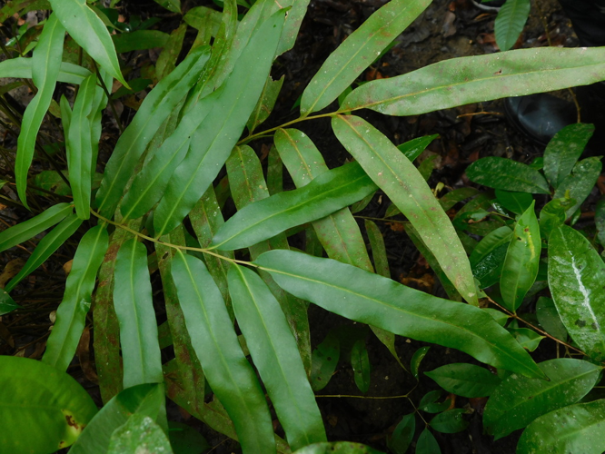 <i>Acrostichum speciosum Willd., 1810</i> &copy; Ganjar Cahyadi