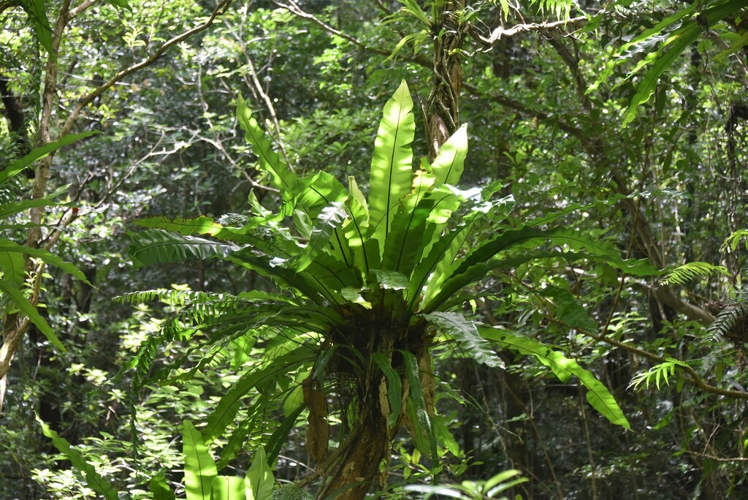 <i>Asplenium nidus L., 1753</i> &copy; Thierry CORDENOS
