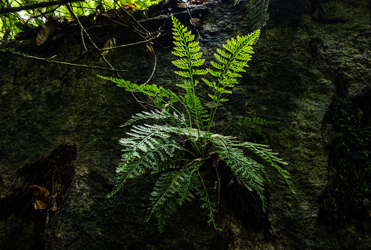 <i>Asplenium rutifolium (P.J.Bergius) Kunze, 1836</i> &copy; Bart Wursten