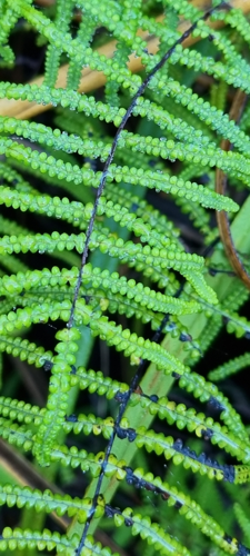 <i>Gleichenia polypodioides (L.) Sm., 1793</i> &copy; Jean Stephenson