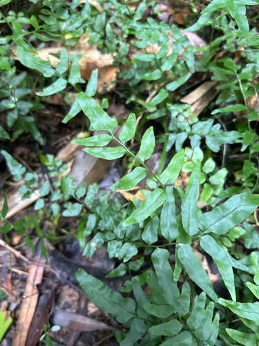 <i>Lindsaea ensifolia Sw., 1801</i> &copy; Alexander Raffetto