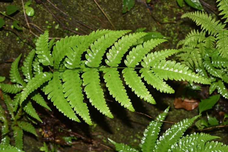 <i>Pteris linearis Poir., 1804</i> &copy; Liang Fern