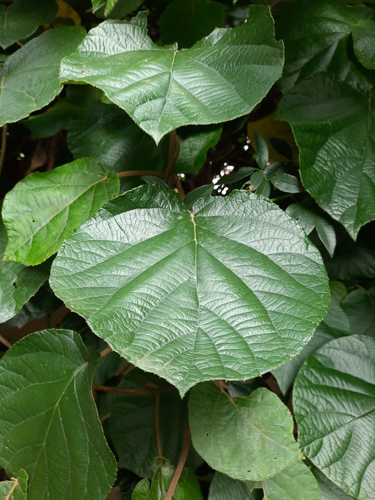 <i>Actinidia deliciosa (A.Chev.) C.F.Liang & A.R.Ferguson, 1984</i> &copy; Batriti Lamare