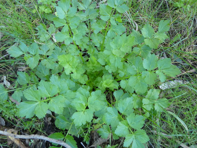 <i>Apium graveolens L., 1753</i> &copy; Mumtree