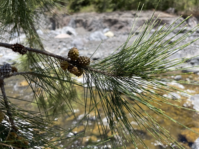 <i>Casuarina cunninghamiana Miq., 1848</i> &copy; A. Moore