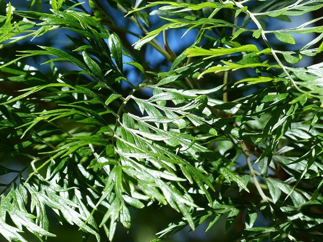 <i>Grevillea robusta A.Cunn. ex R.Br., 1830</i> &copy; Christian GRENIER