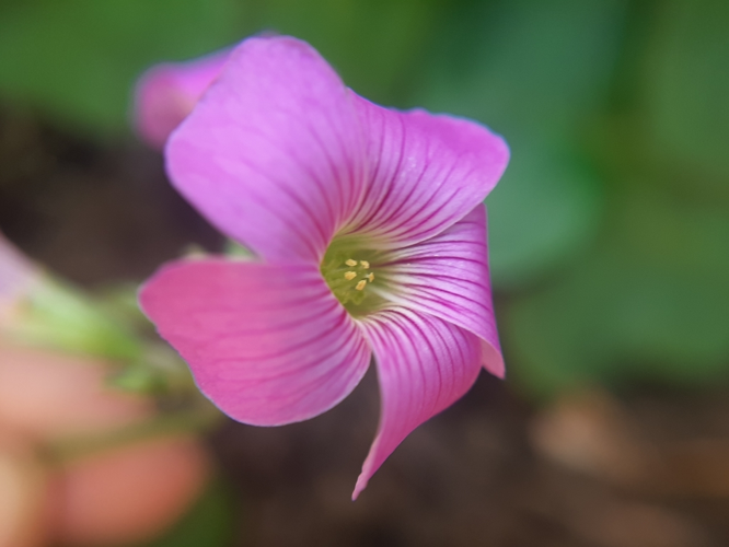 <i>Oxalis debilis Kunth, 1822</i> &copy; Guillaume Dupuy