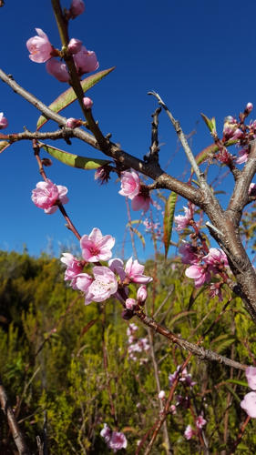 <i>Prunus persica (L.) Batsch, 1801</i> &copy; François Rousseu