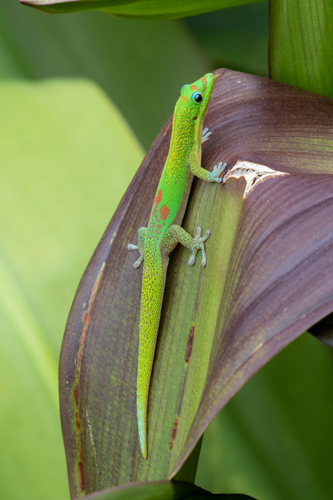 <i>Phelsuma laticauda (Boettger, 1880)</i> &copy; 