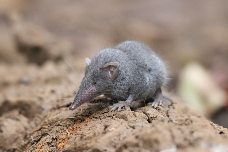 <i>Suncus murinus (Linnaeus, 1766)</i> &copy; Roland GODON