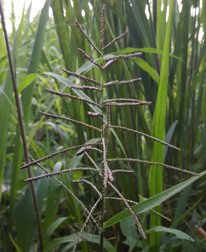 <i>Paspalum paniculatum L., 1759</i> &copy; Fran
