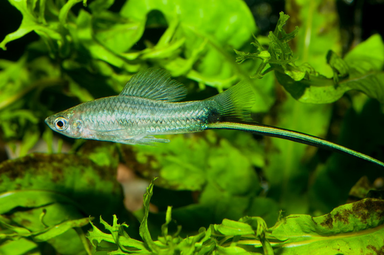 <i>Xiphophorus hellerii Heckel, 1848</i> &copy; 