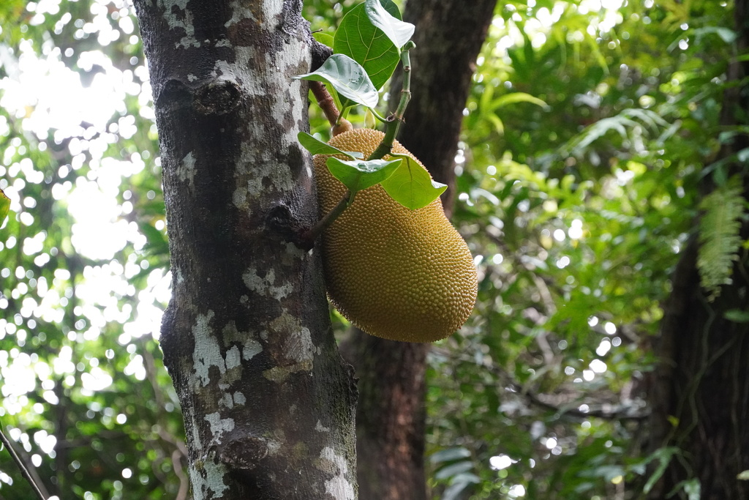 <i>Artocarpus heterophyllus Lam., 1789</i> &copy; Pierre-Louis Stenger