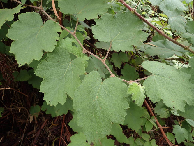 <i>Rubus alceifolius Poir., 1804</i> &copy; Sylvain Piry