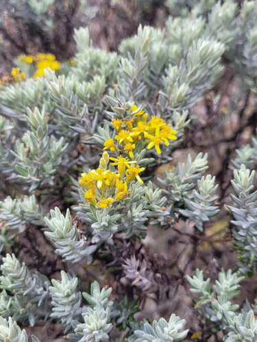 <i>Hubertia tomentosa var. tomentosa Bory, 1804</i> &copy; Roland GODON