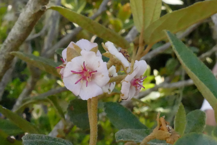<i>Dombeya punctata Cav., 1787</i> &copy; Thierry CORDENOS