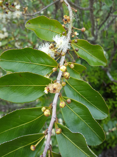 <i>Aphloia theiformis (Vahl) Benn., 1840</i> &copy; François Rousseu