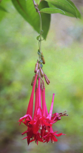 <i>Fuchsia boliviana Carrière, 1876</i> &copy; Thierry CORDENOS