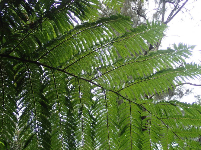 <i>Sphaeropteris cooperi (Hook. ex F.Muell.) R.M.Tryon, 1970</i> &copy; Sylvain Piry