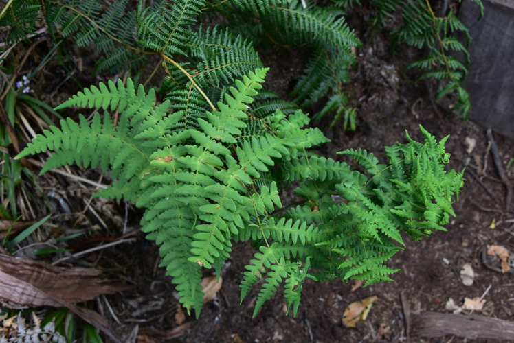 <i>Histiopteris incisa (Thunb.) J.Sm., 1875</i> &copy; Thierry CORDENOS