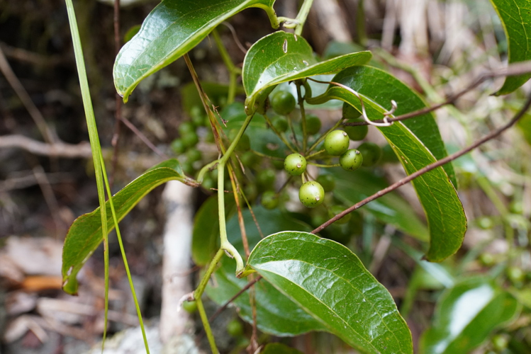 <i>Smilax anceps Willd., 1806</i> &copy; Pierre-Louis Stenger