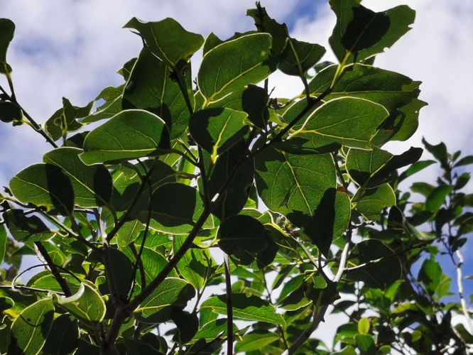 <i>Ocotea obtusata (Nees) Kosterm., 1979</i> &copy; Jean-Philippe BASUYAUX