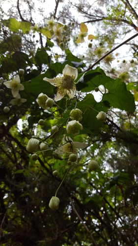 <i>Clematis mauritiana Lam., 1786</i> &copy; François Rousseu