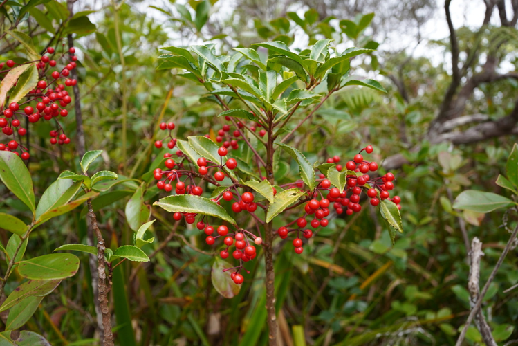 <i>Ardisia crenata Sims, 1818</i> &copy; Pierre-Louis Stenger