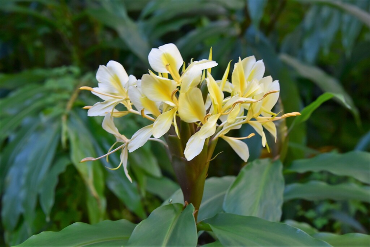 <i>Hedychium flavescens Carey ex Roscoe, 1824</i> &copy; Thierry CORDENOS