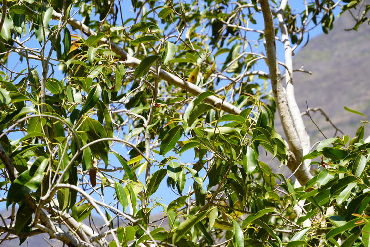 <i>Syzygium cumini (L.) Skeels, 1912</i> &copy; Pierre-Louis Stenger