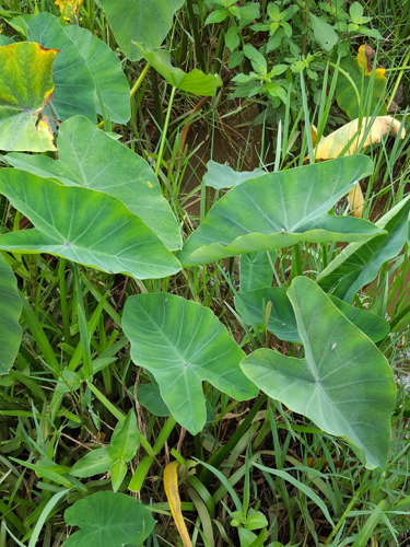 <i>Colocasia esculenta (L.) Schott, 1832</i> &copy; François Rousseu