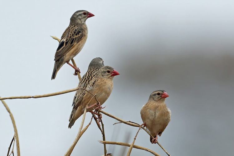 <i>Quelea quelea (Linnaeus, 1758)</i> &copy; 