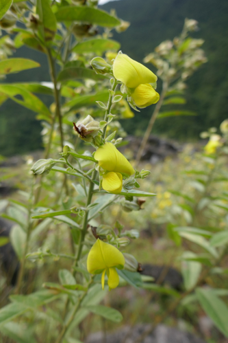 <i>Crotalaria berteroana DC., 1825</i> &copy; Thierry CORDENOS