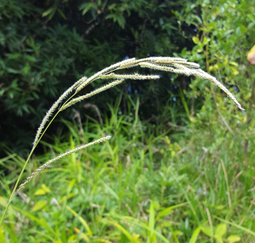<i>Paspalum urvillei Steud., 1853</i> &copy; François Rousseu