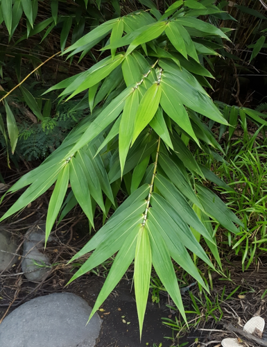 <i>Thysanolaena latifolia (Roxb. ex Hornem.) Honda, 1930</i> &copy; François Rousseu