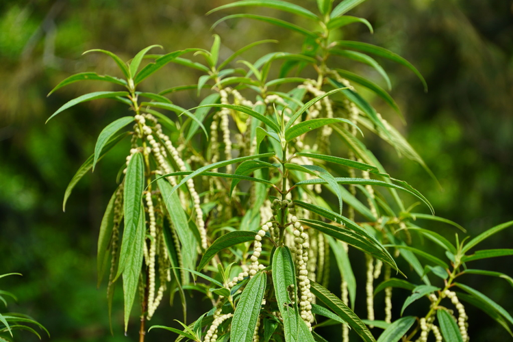 <i>Boehmeria penduliflora Wedd. ex D.G.Long, 1982</i> &copy; Pierre-Louis Stenger