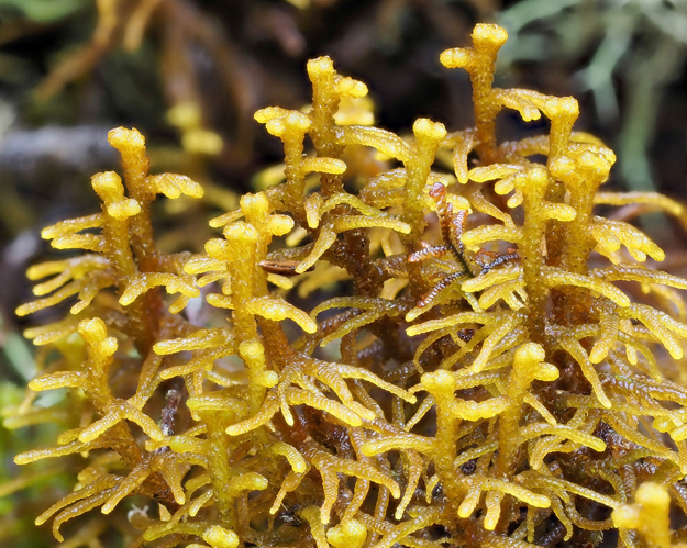 <i>Mastigophora diclados</i> (Brid. ex F.Weber) Nees, 1838 &copy; 