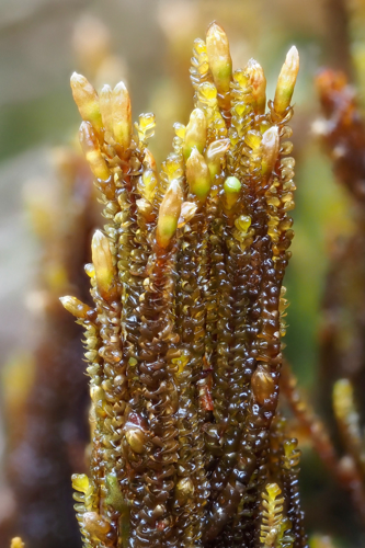 <i>Anastrophyllum auritum</i> (Lehm.) Steph., 1901 &copy; 