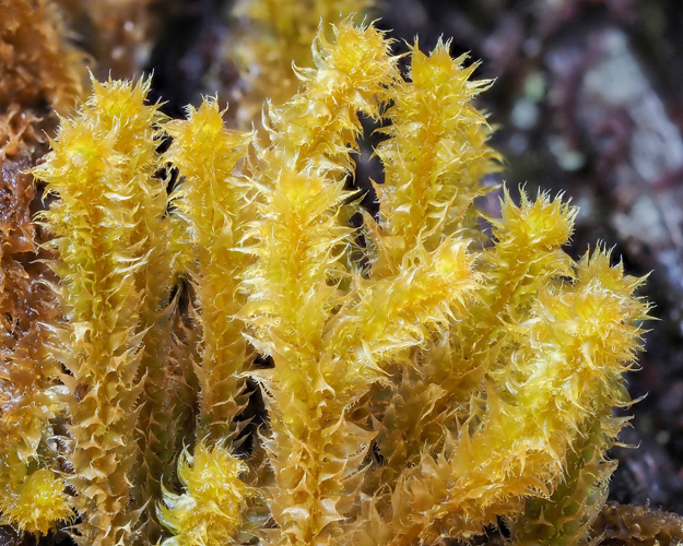 <i>Plicanthus hirtellus</i> (F.Weber) R.M.Schust., 2002 &copy; 