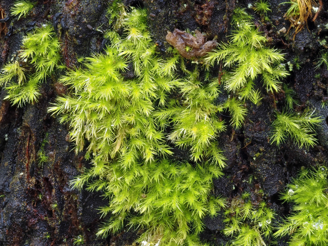 <i>Rhizofabronia persoonii</i> (Schwägr.) M.Fleisch., 1923 &copy; 