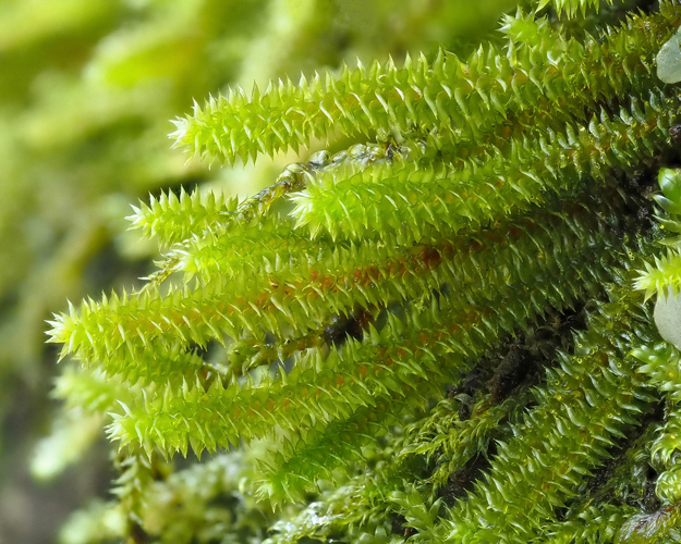 <i>Pterogoniadelphus assimilis</i> (Müll.Hal.) Ochyra & Zijlstra, 2004 &copy; 