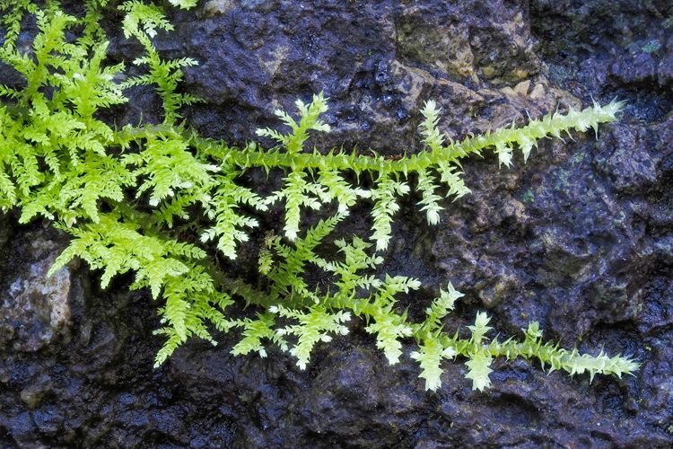 <i>Pelekium versicolor</i> (Hornsch. ex Müll.Hal.) Touw &copy; 