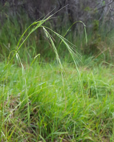 <i>Microlaena stipoides (Labill.) R.Br., 1810</i> &copy; François Rousseu