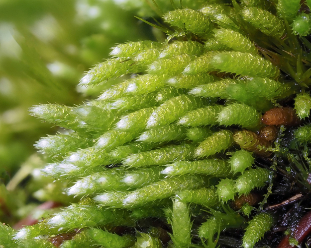 <i>Gemmabryum acuminatum</i> (Harv.) J.R.Spence & H.P.Ramsay, 2005 &copy; 