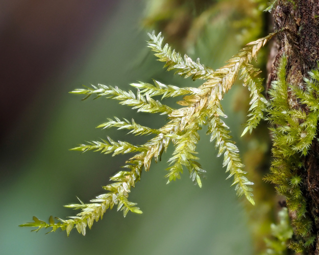 Porotrichum madagassum Kiaer ex Besch. &copy; 