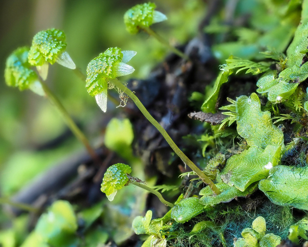 <i>Asterella syngenesica</i> (Bory) Grolle, 1974 &copy; 