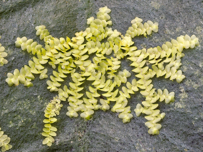 <i>Radula stenocalyx</i> Mont., 1855 &copy; 