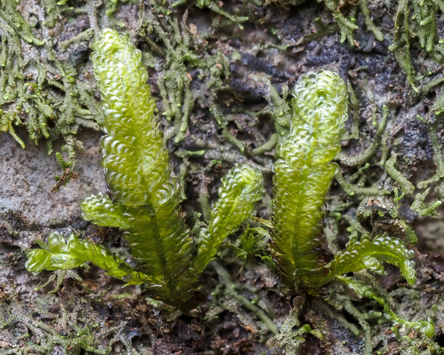 <i>Neckeromnion lepineanum</i> (Mont.) S.Olsson, Enroth, Huttunen & D.Quandt, 2016 &copy; 
